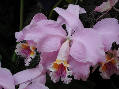 orquidea (6)