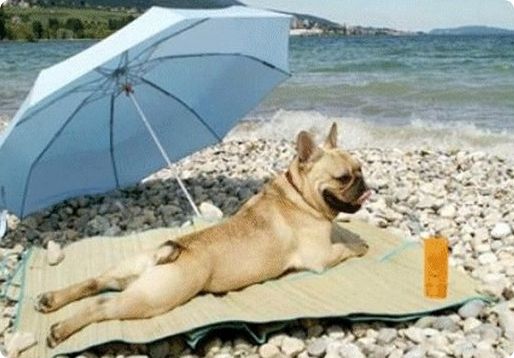 perro-tomando-sol-imagen1