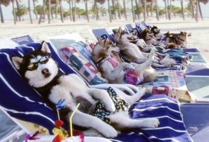 perros-vacaciones (1)