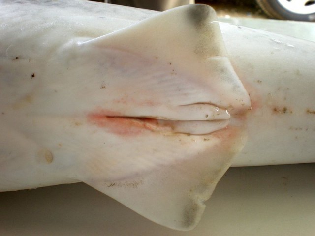 Claspers del tiburón Orectolobus maculatus