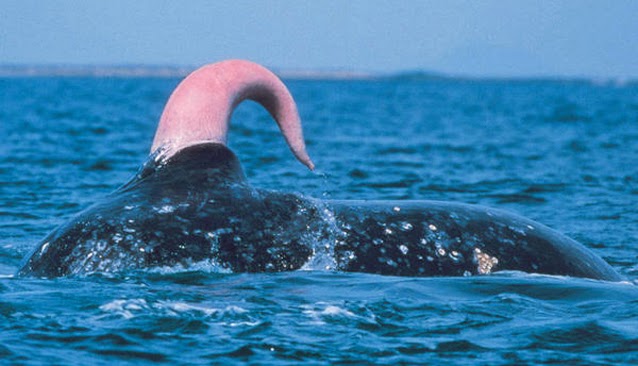 Ballena azul