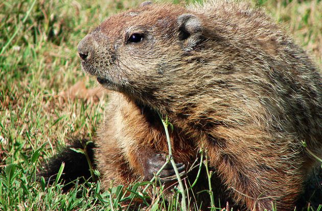 Las-11-tradiciones-dia-de-la-marmota1