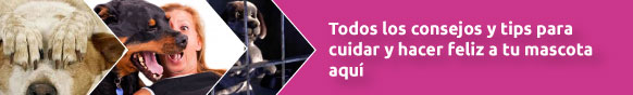 cuidados-mascotas-BANNER