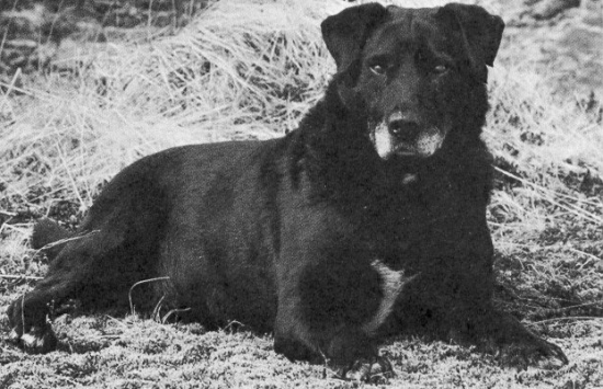 Perro de aguas de San Juan