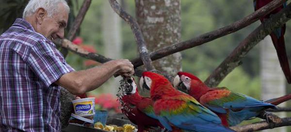 guacamaya (5)