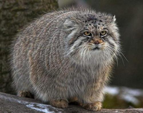 manul1