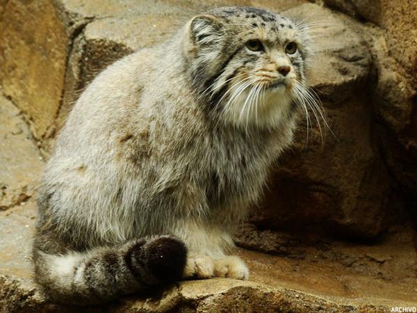 manul2