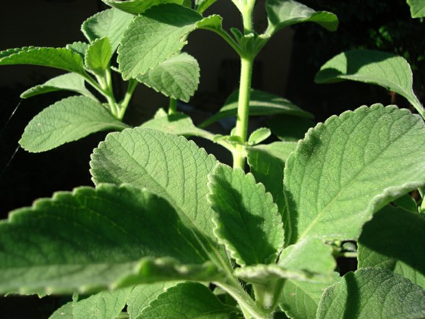 Planta medicinal con propiedades curativas. 