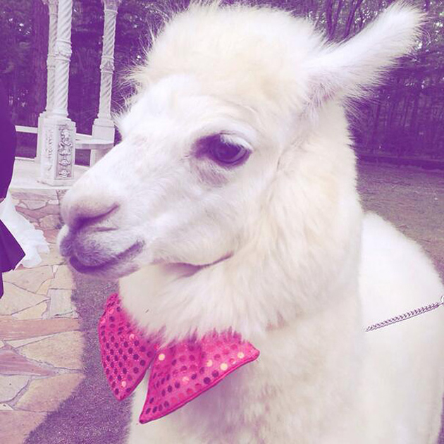 llama boda (1)