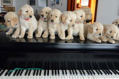 Cachorros de Rafael Correa