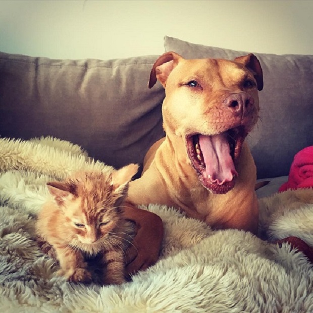 Perro-pitbull-que-vive-con-una-gatita (5)