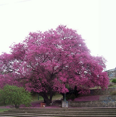 apamate_floreado_arbol