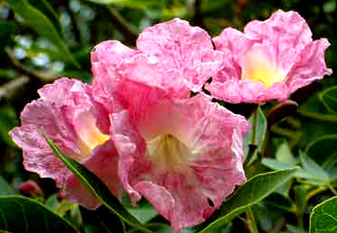 flor-apamate