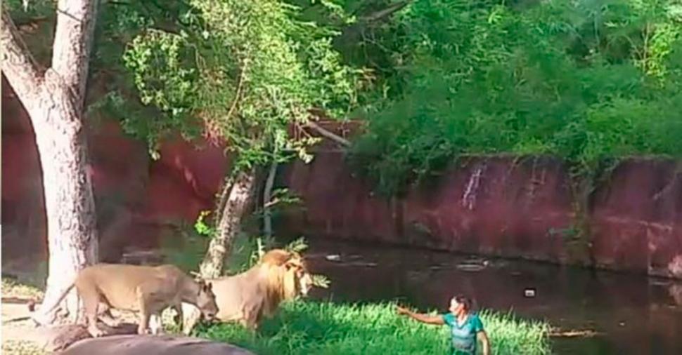 borracho en jaula de leones