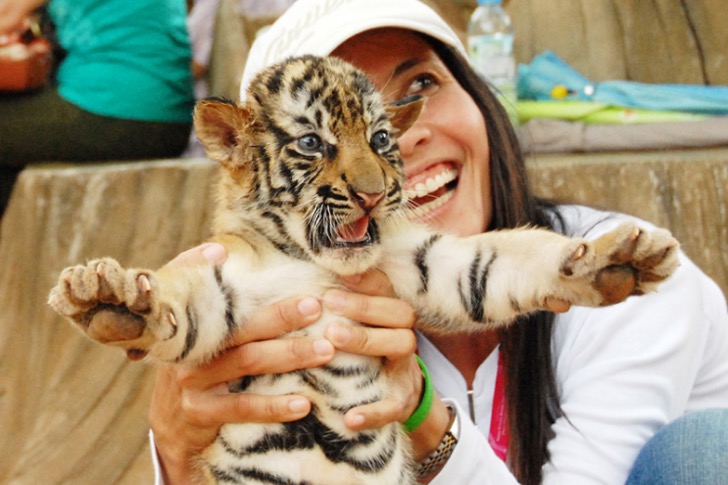 tigre-cachorro