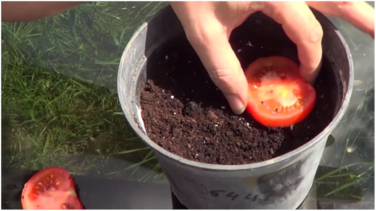 plantar-tomate
