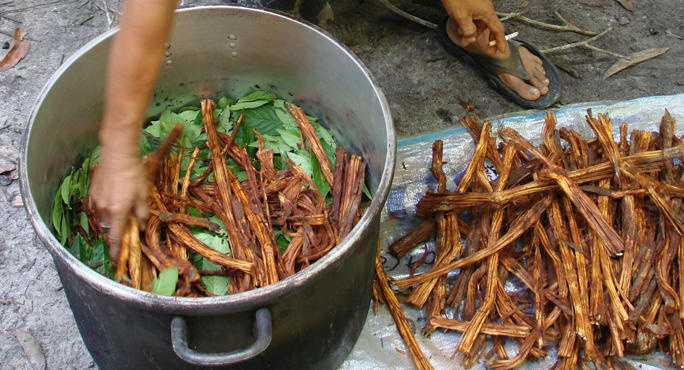 preparacion de la ayahuasca