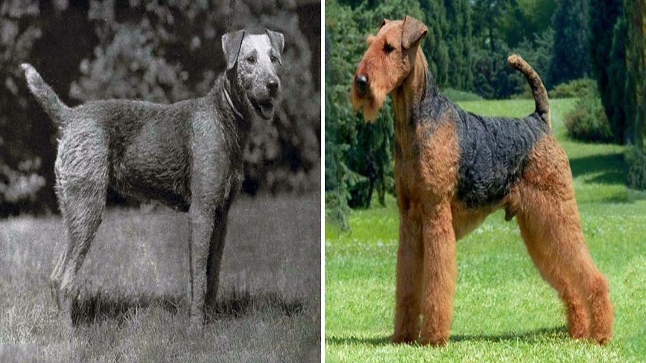 Airedale terrier