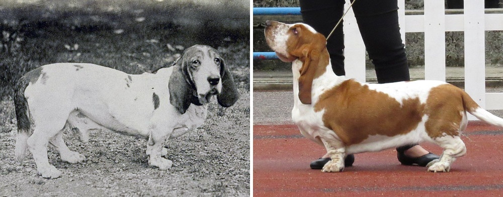 Basset hound