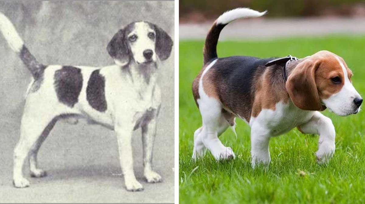 Beagles