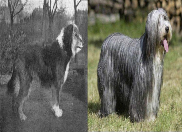 Bearded Collie