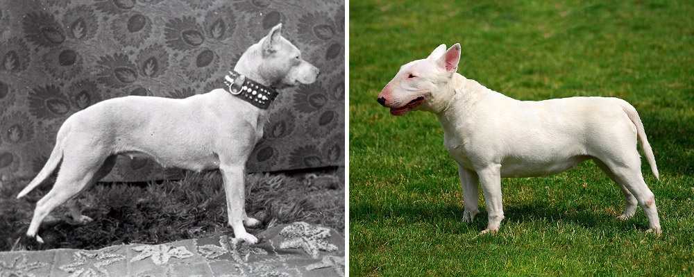 Bull terrier