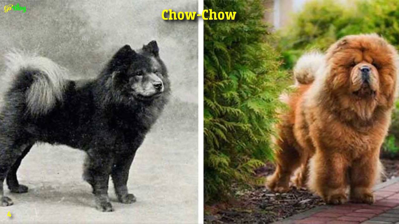 Chow Chow