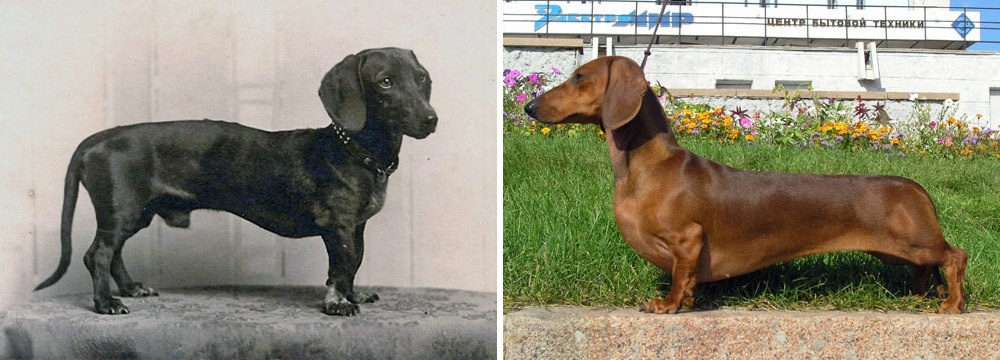 Dachshund o Salchicha