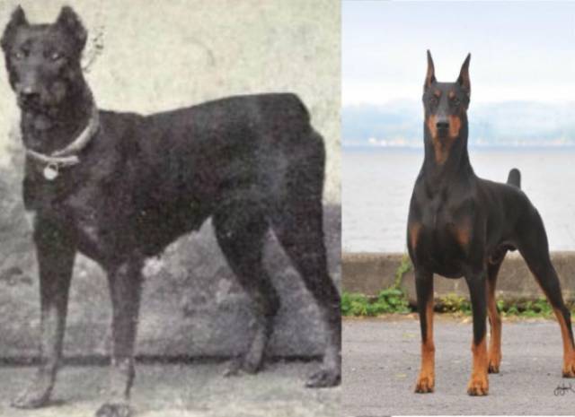 Doberman Pinscher