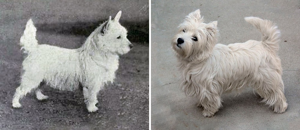 West Highland white terrier