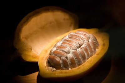 cacao