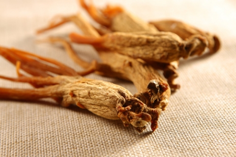 ginseng