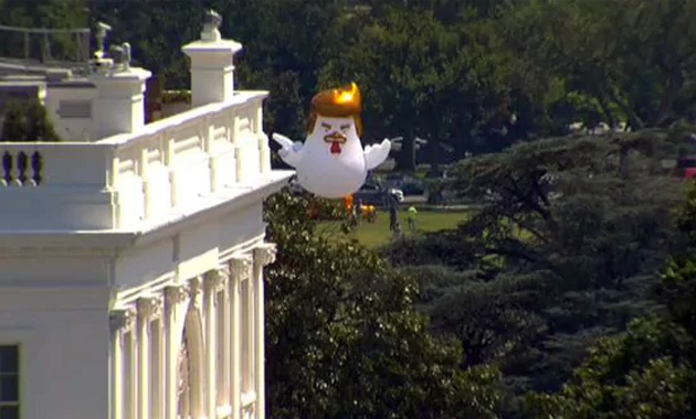 Trump-Pollo-casa blanca