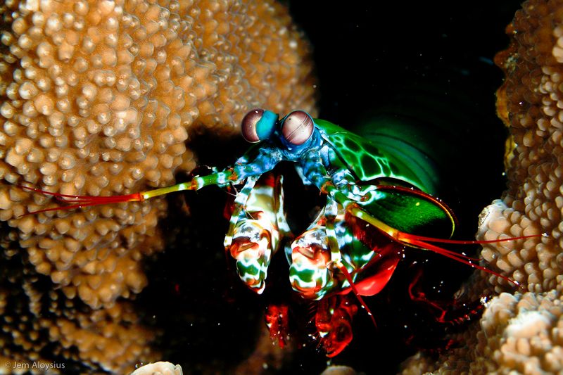 camaron mantis entre corales