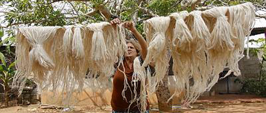 Conocimientos y técnicas tradicionales vinculadas al cultivo y procesamiento de la curagua