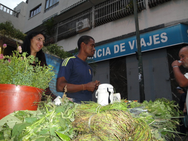 plantas medicinales