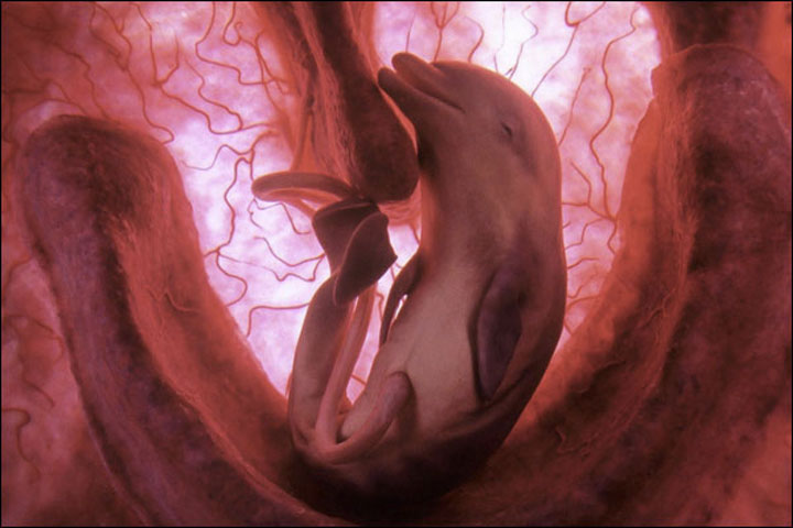 Increíbles imágenes de animales en el útero