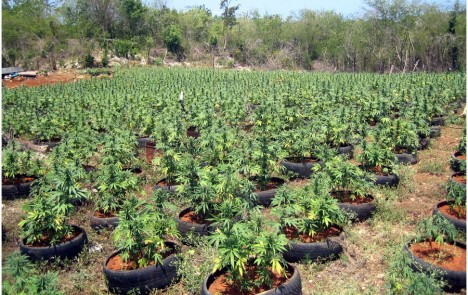 la mayor cosecha de marihuana