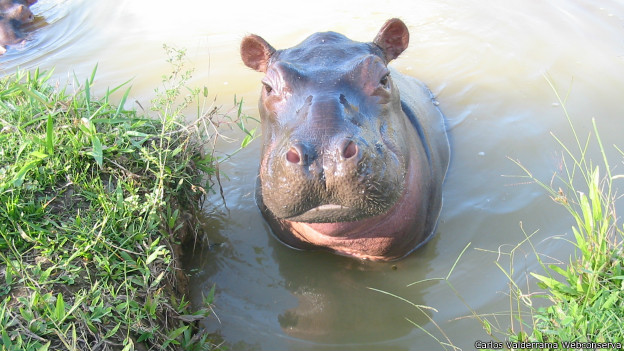 los hipopótamos de Pablo Escobar