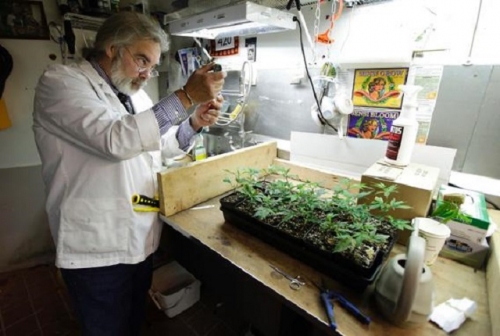 Científico en laboratorio analiza planta de marihuana