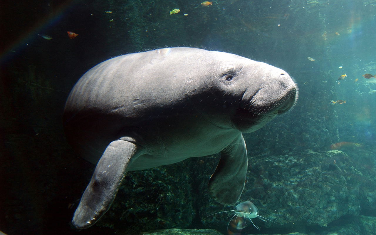 León marino en el fondo del mar