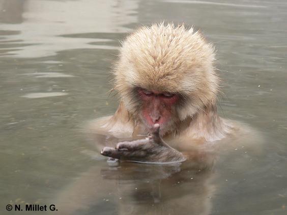 Mono bañándose en un rio