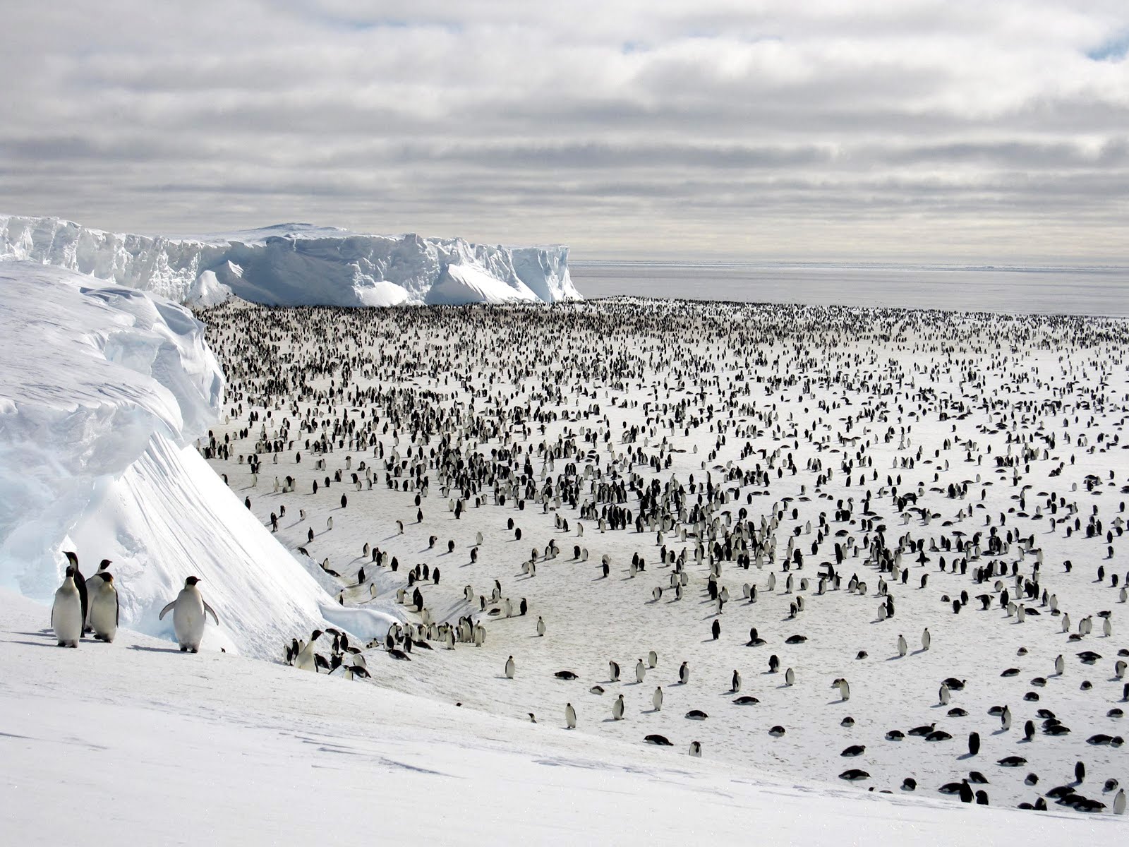 Pinguinos de la Antártida en la nieve
