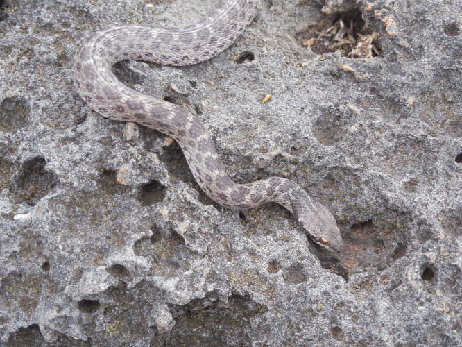 Serpiente nocturna en su territorio