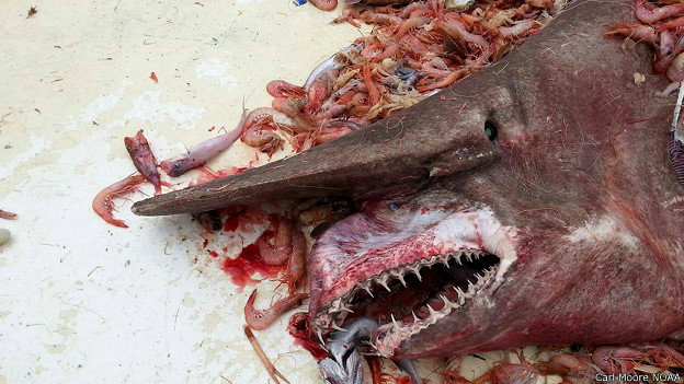 Foto de tiburón duende en una red llena de camarones