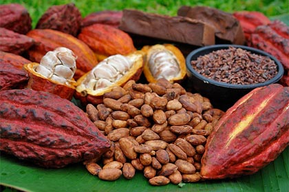 cacao