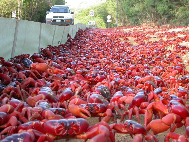 cangrejos rojos