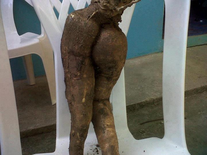 Cuerpo de yuca