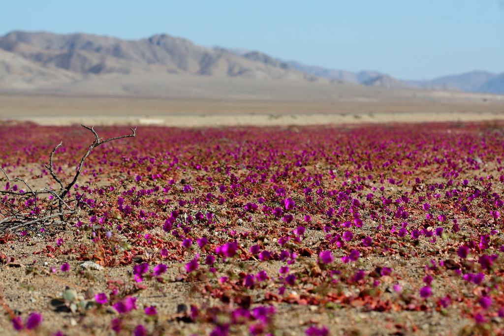 desierto floriod