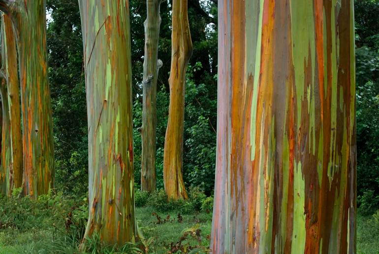 eucalipto arcoiris